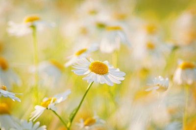 Chamomiles