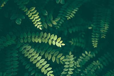 Leaf Background
