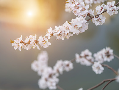 Cherry Blossom in Spring