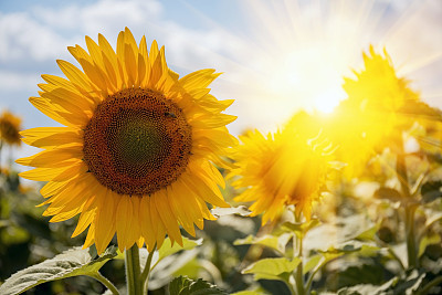 Crepuscular rays on a sunflower field in summer