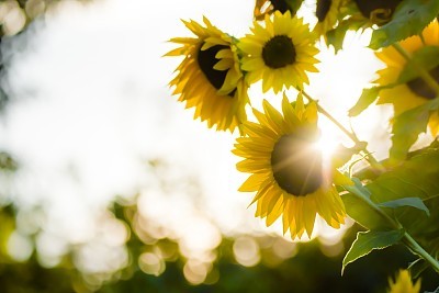Sunflowers in the backlight
