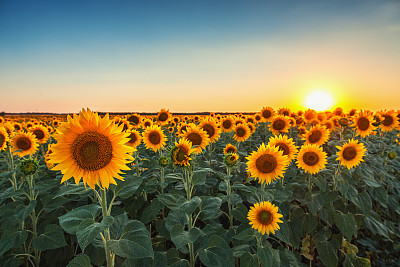 Sunflowers in the fields during sunset