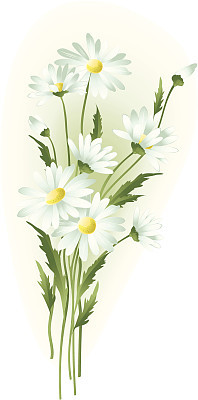 Bouquet of camomiles
