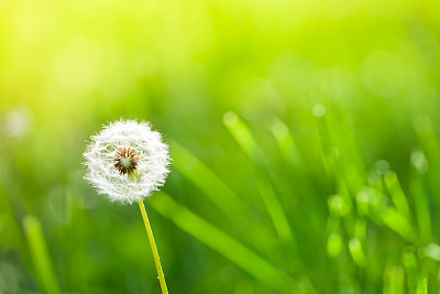 Dandelion in the field