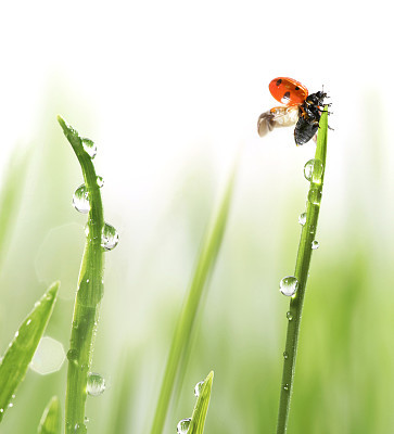 ladybug on green grass