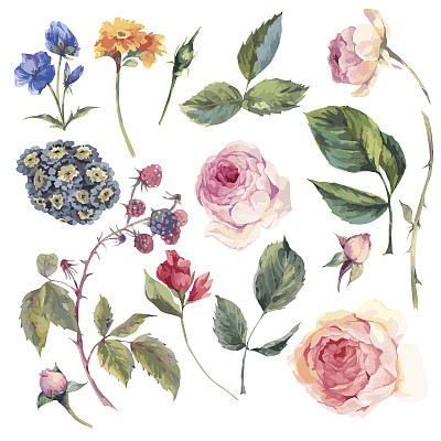 Set vintage vector elements of English roses