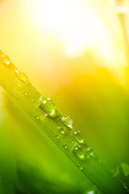 Morning dew on blades of grass during sunrise or sunset