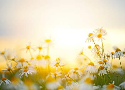 Beautiful Field with Flowers