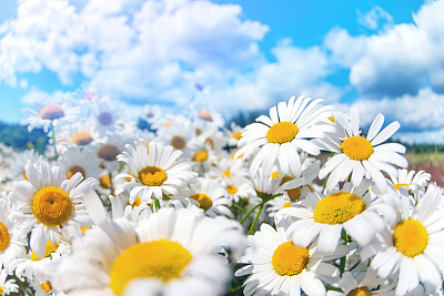 Beautiful daisies in the sun.