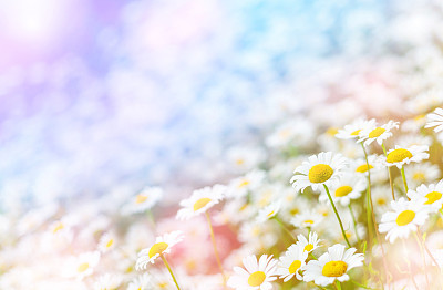 Field daisies on summer meadow.