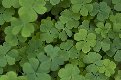 Clover