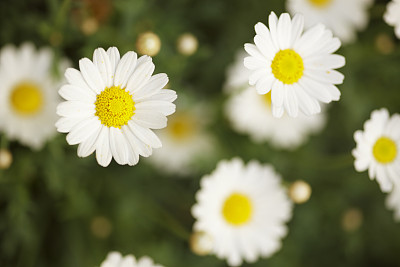 Daisy