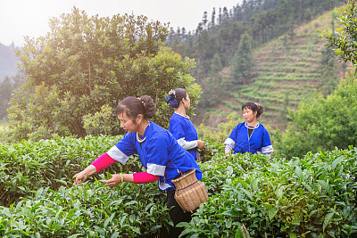 Chinese Women Harvesting Tea Chengyang Teagarden