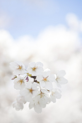 Cherry Blossoms