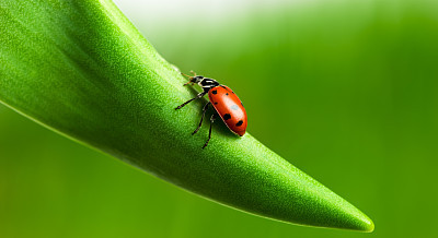 Ladybug