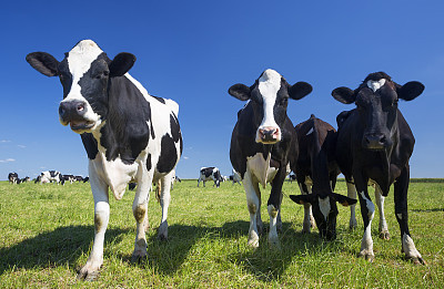 Cows on green grass