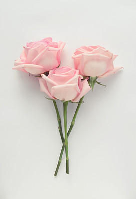 composition flat lay,Roses