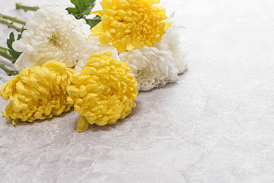 Beautiful blooming chrysanthemums