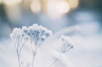 Frozen meadow plant