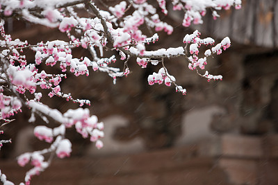 plum blossom
