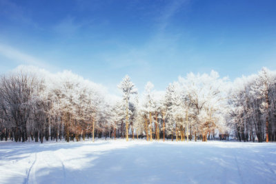 Trees in cold winter day and snow