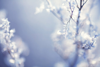 Frozen plants in winter