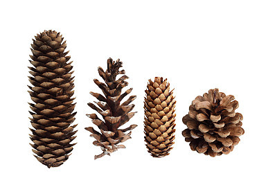 Pine Cone Collection
