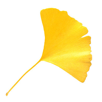 yellow  Ginkgo leaves isolated  on a white background
