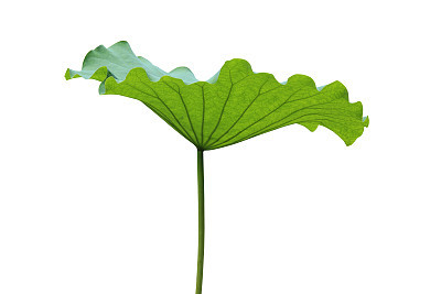 Lotus leaf