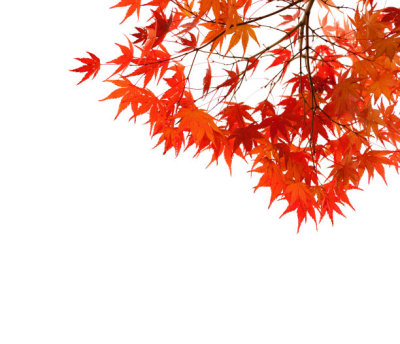 Branches with  colorful autumn leaves  isolated on white background.  Selective focus. Acer palmatum (Japanese maple)