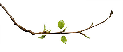 Young Leaves