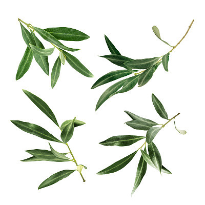 Set of green olive branch photos, isolated on white