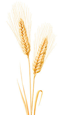 Isolated wheat with leaves