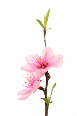 Blooming peach blossom twig