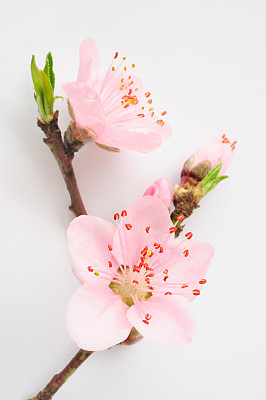 Peach blossom isolated
