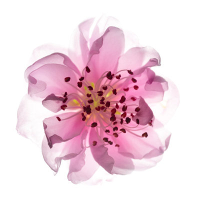 Blooming peach blossom stamen structure