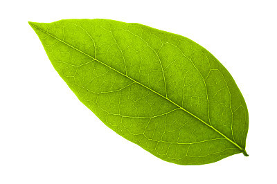 green leaf on a white with clipping path