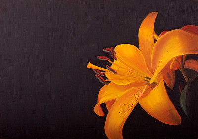 Yellow/orange lily on a dark background (oil painting)