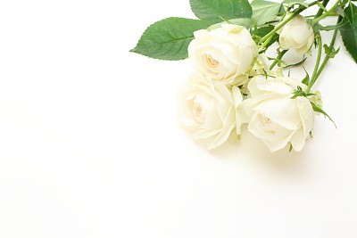 Bouquet of roses