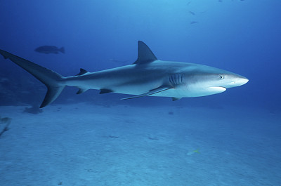 Reef Shark