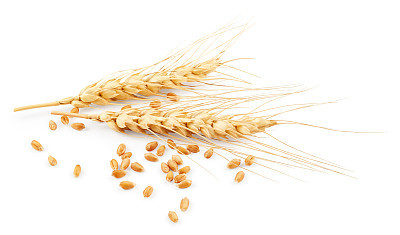 Ears of wheat