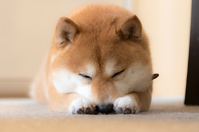 豆柴犬