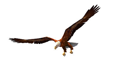 Flying Eagle