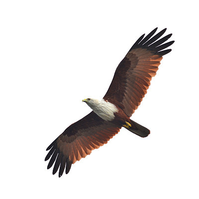 Brahminy Kite