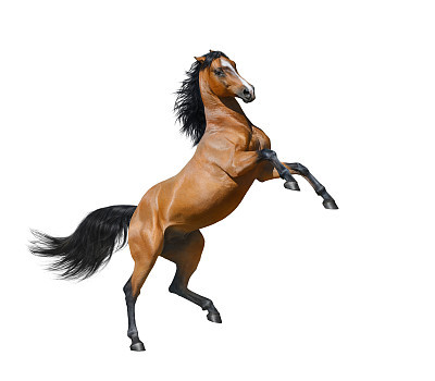 Bay stallion rearing - isolated on a white background