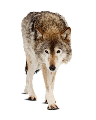wolf. Isolated over white