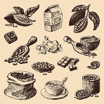 Vector cocoa production hand drawn sketch illustration