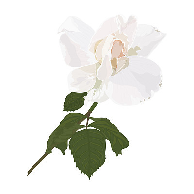 Beautiful Rose flower isolated on white background. Watercolor.