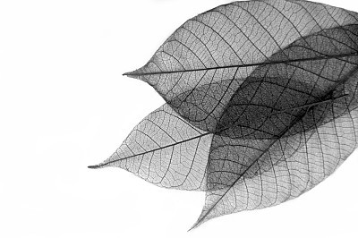 Leaf Skeletons in Black and White