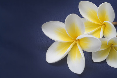 Midnight Blue Plumerias
